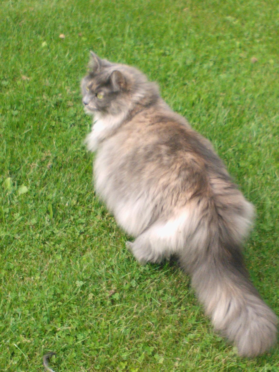 Blanding af racer Uldtot billede 12