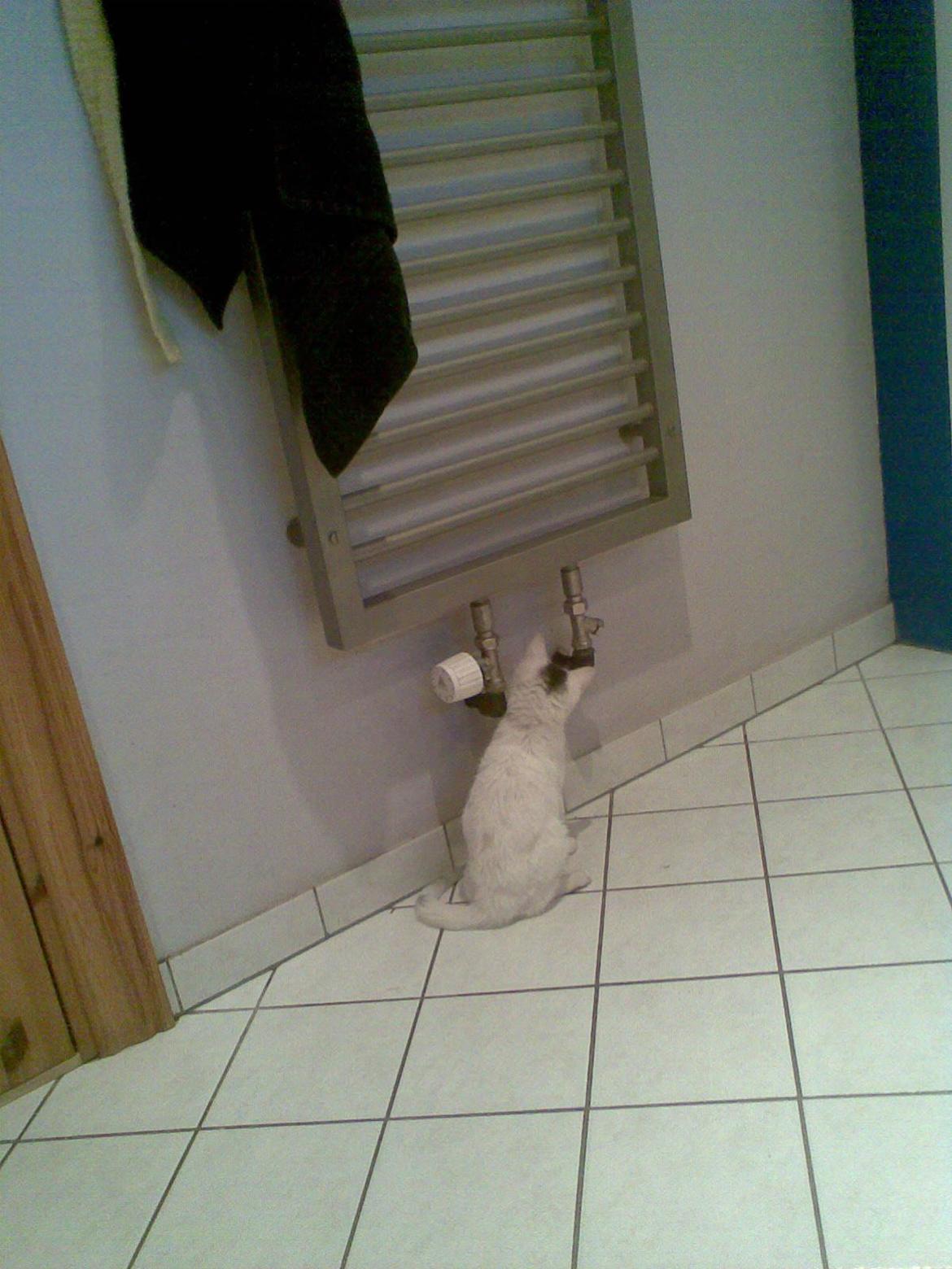 Blanding af racer Miss Snowball billede 20