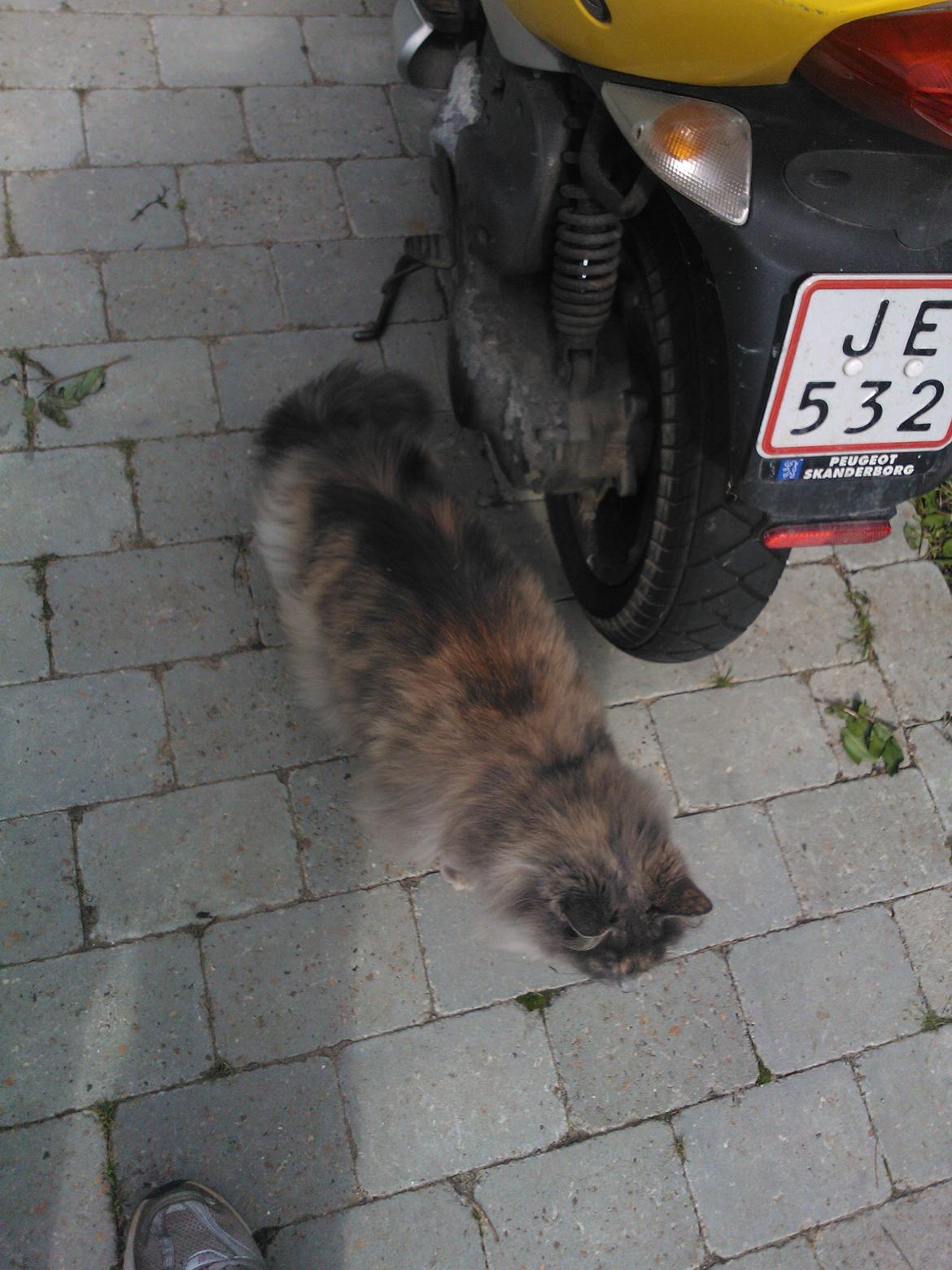 Blanding af racer Uldtot billede 13