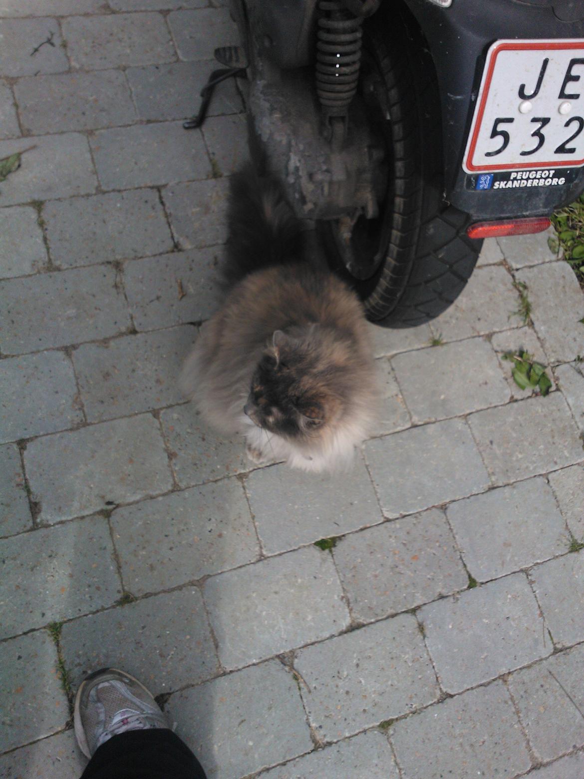 Blanding af racer Uldtot billede 14