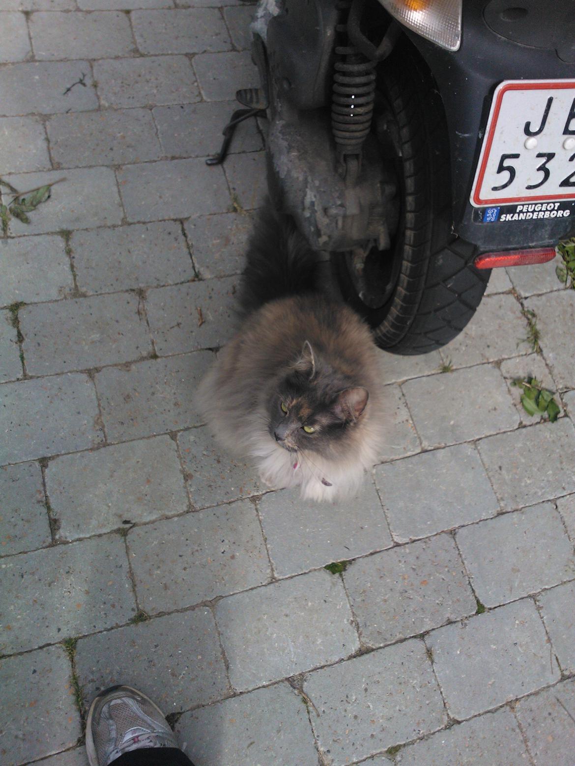 Blanding af racer Uldtot billede 15