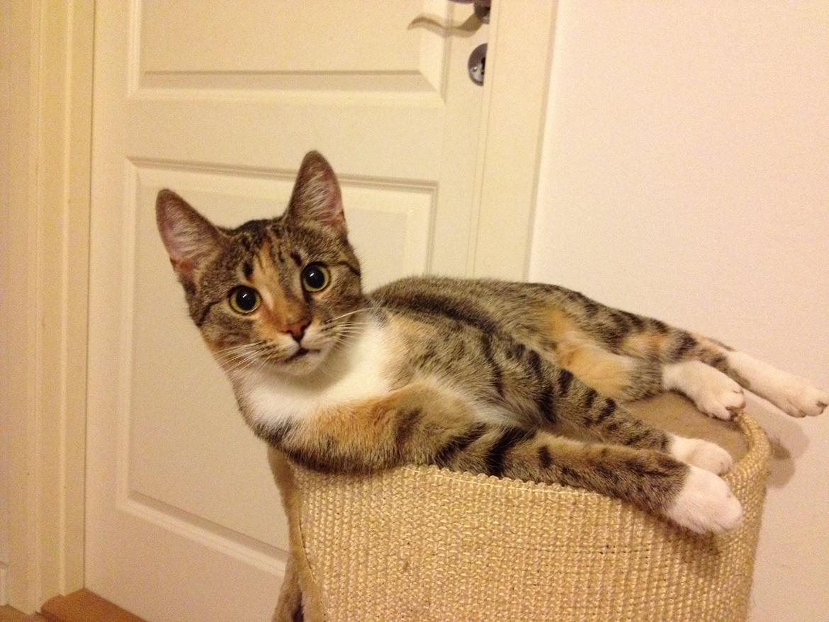 Huskat Sille billede 1