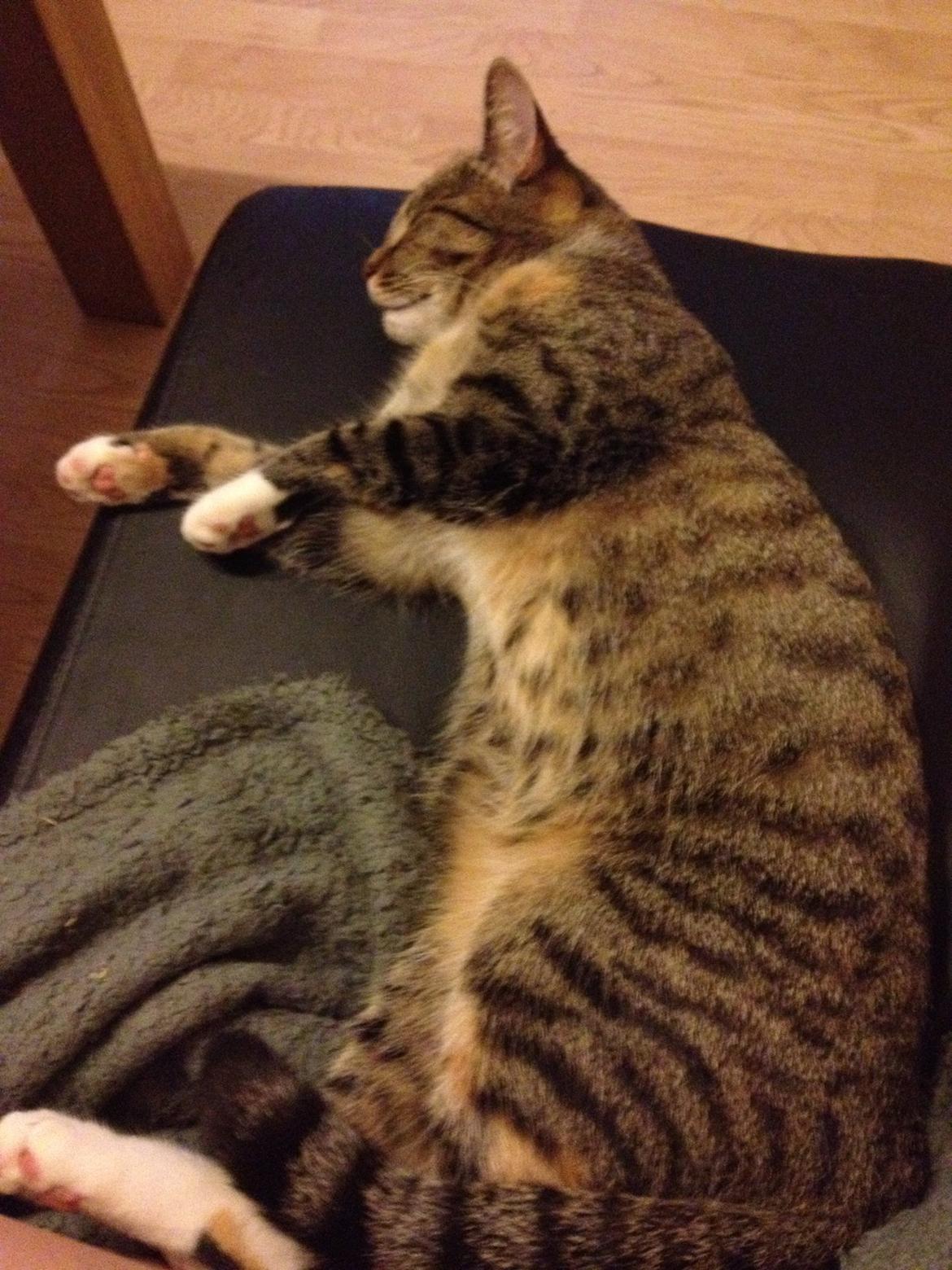 Huskat Sille billede 2