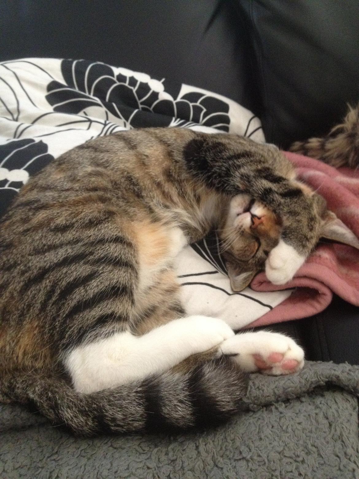 Huskat Sille billede 3