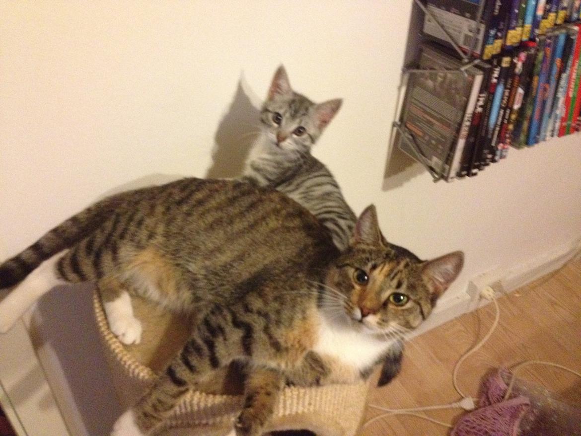 Huskat Sille billede 4