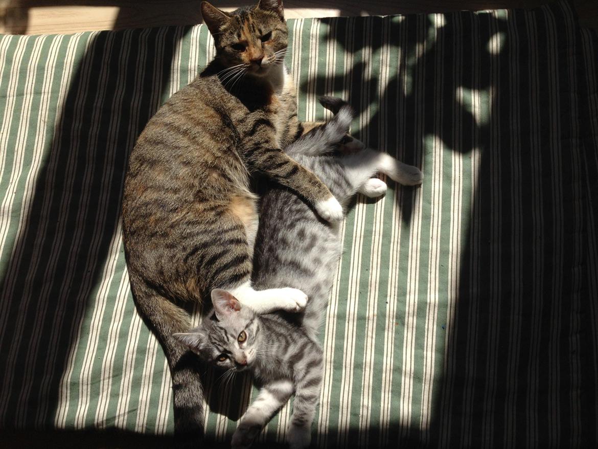 Huskat Sille billede 6