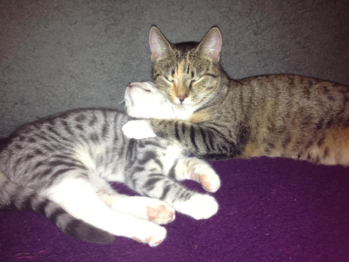 Huskat Sille billede 8