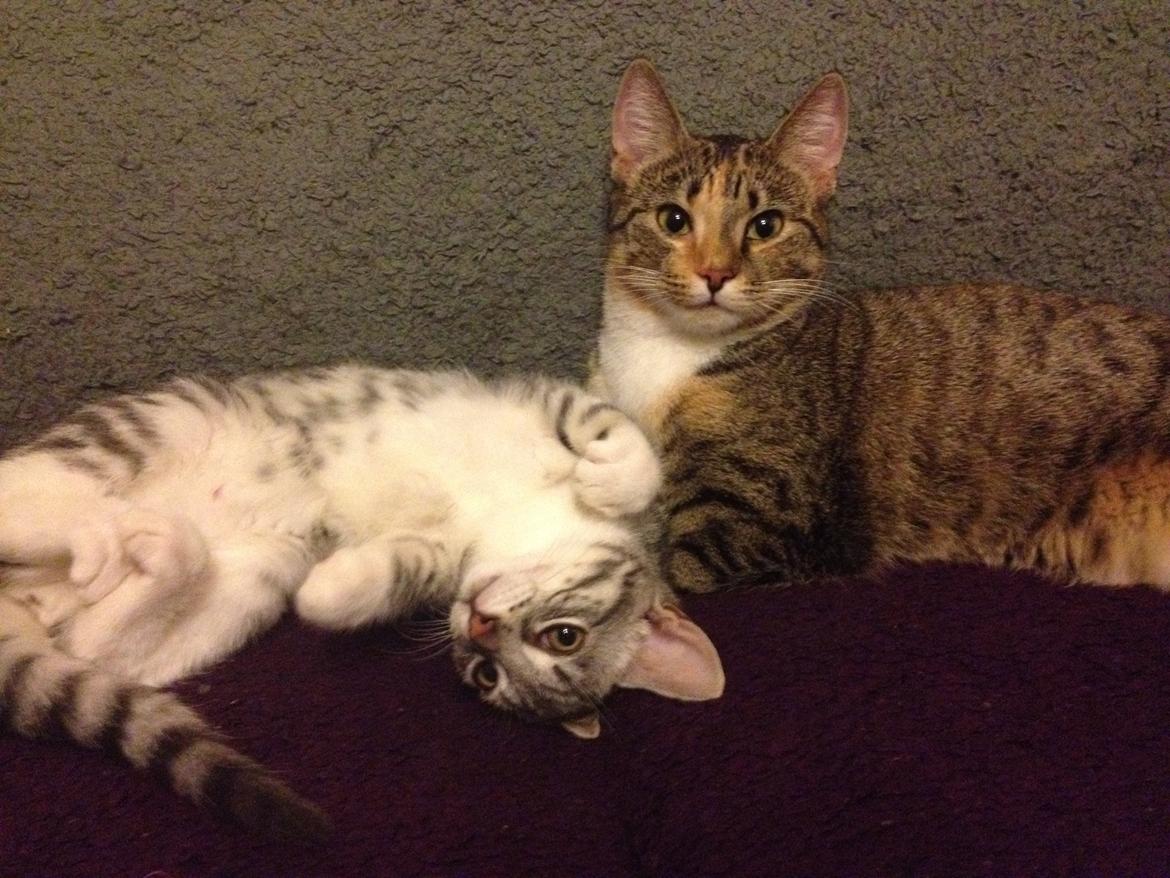 Huskat Sille billede 9