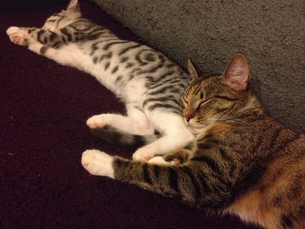 Huskat Sille billede 10