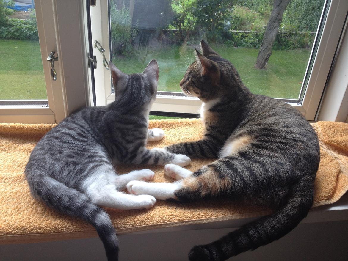 Huskat Sille billede 11