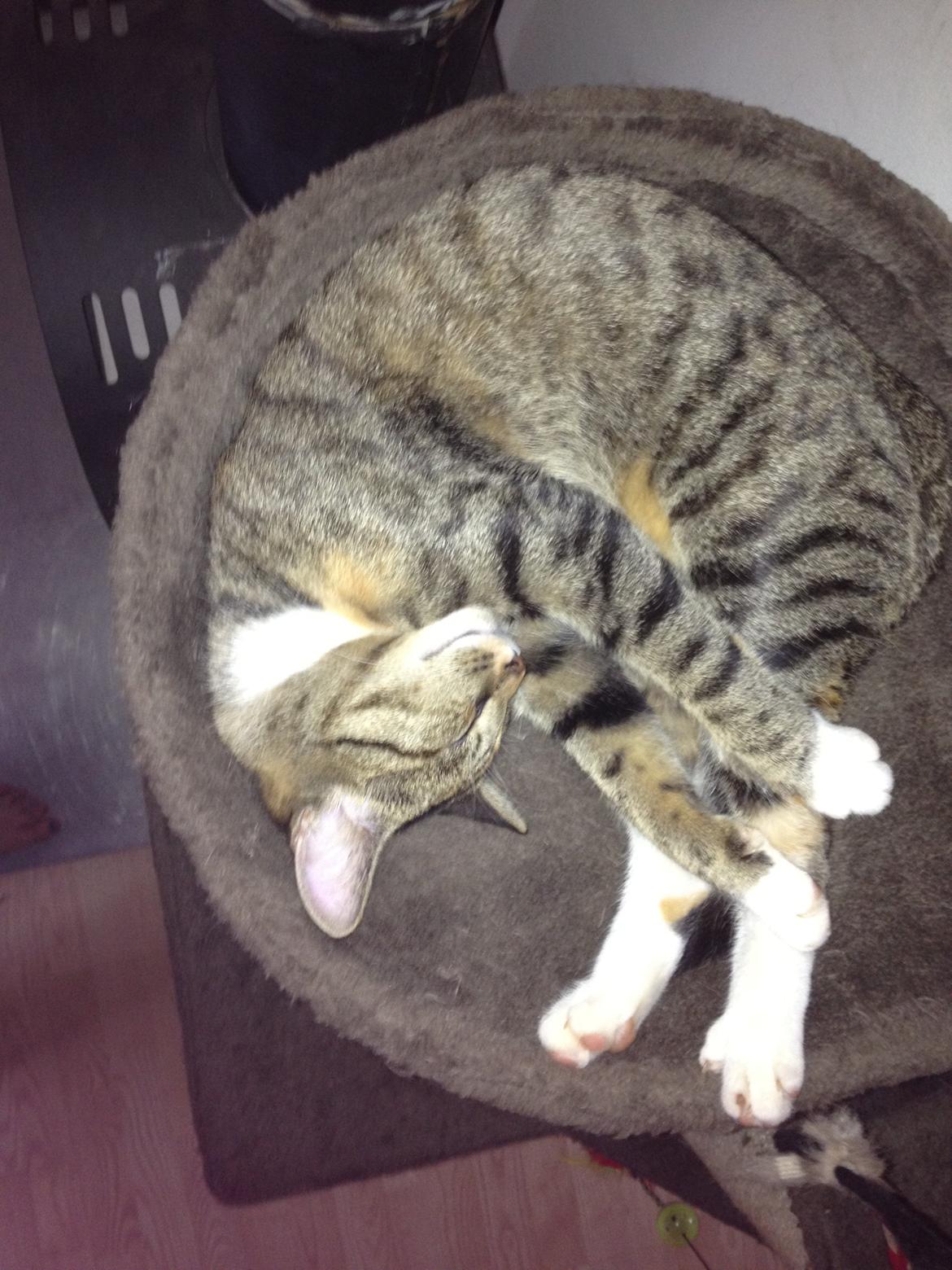 Huskat Sille billede 12