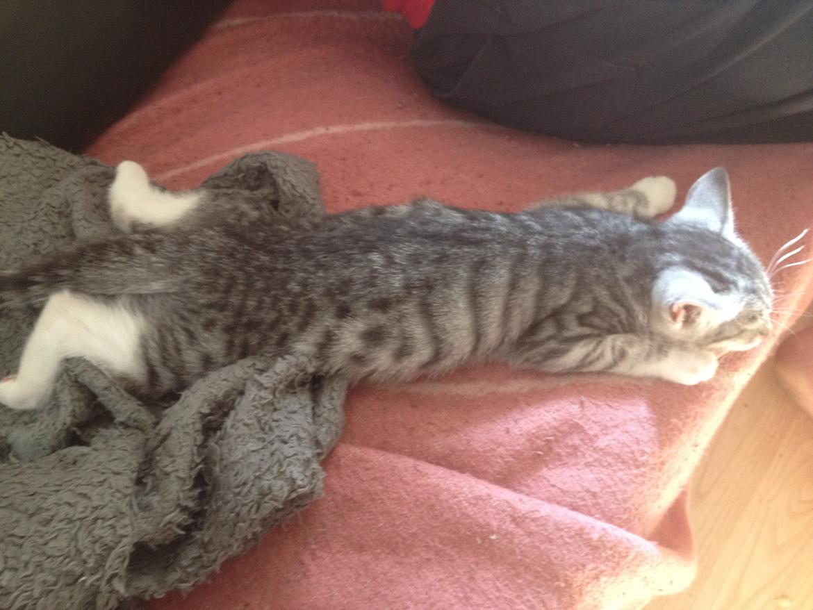 Huskat Trille billede 2