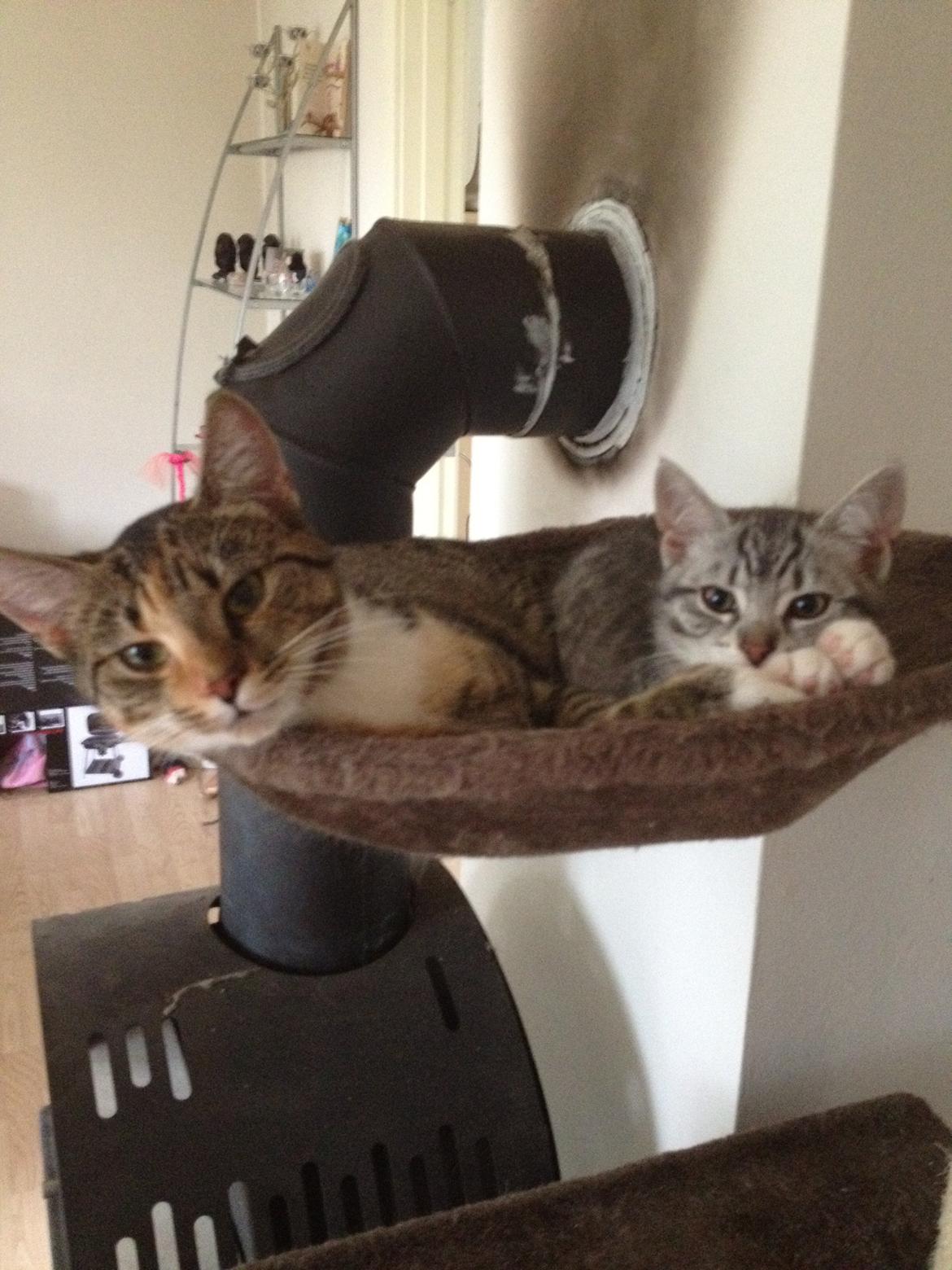 Huskat Trille billede 4