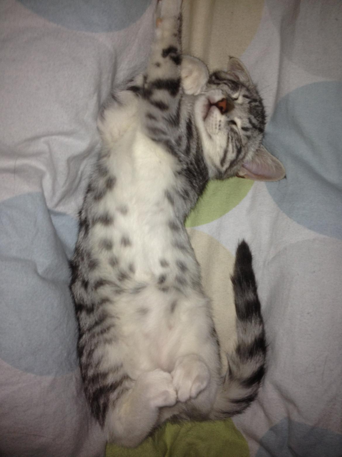 Huskat Trille billede 6