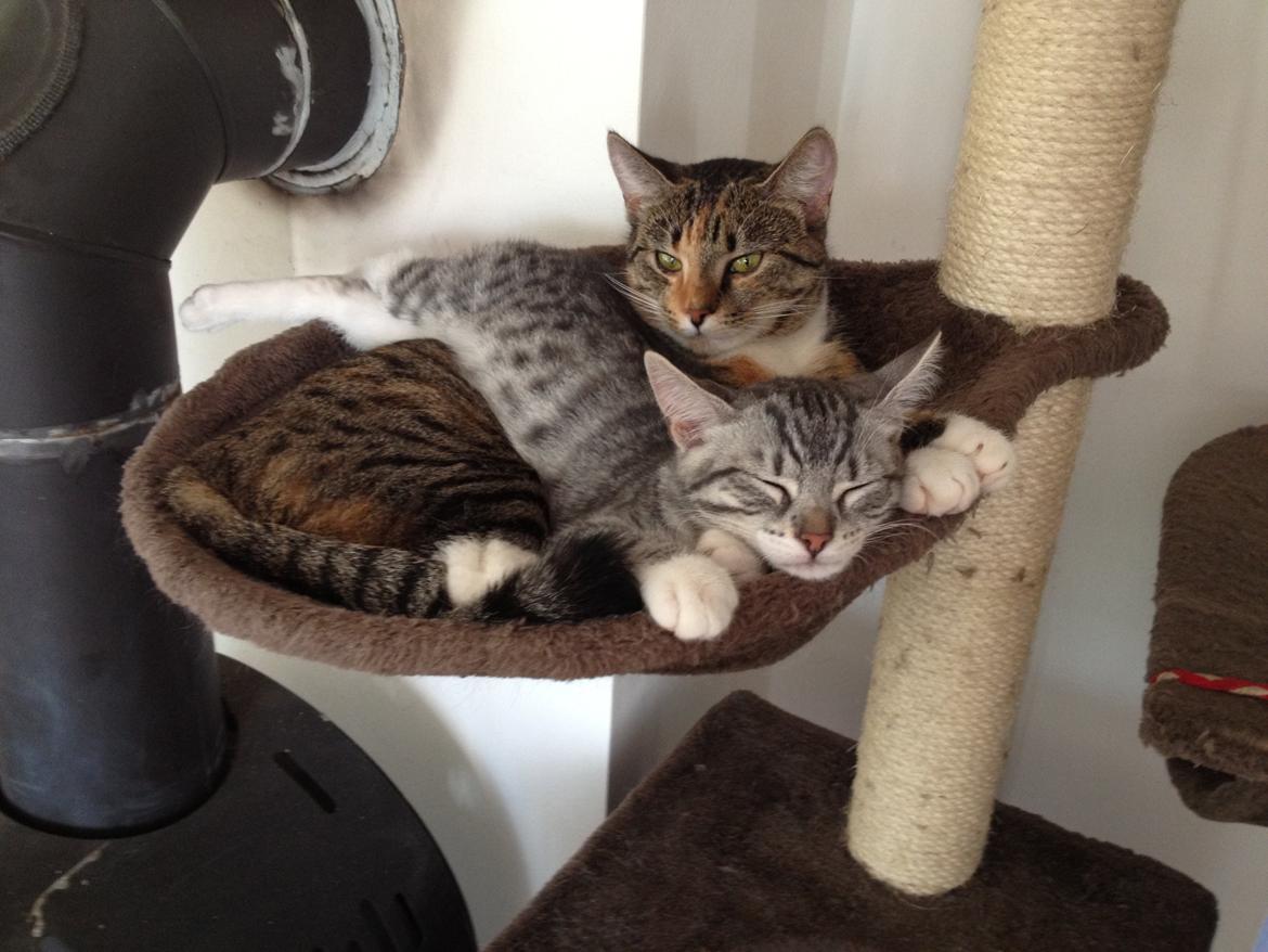 Huskat Trille - "Gør det noget jeg ligger her?" billede 7