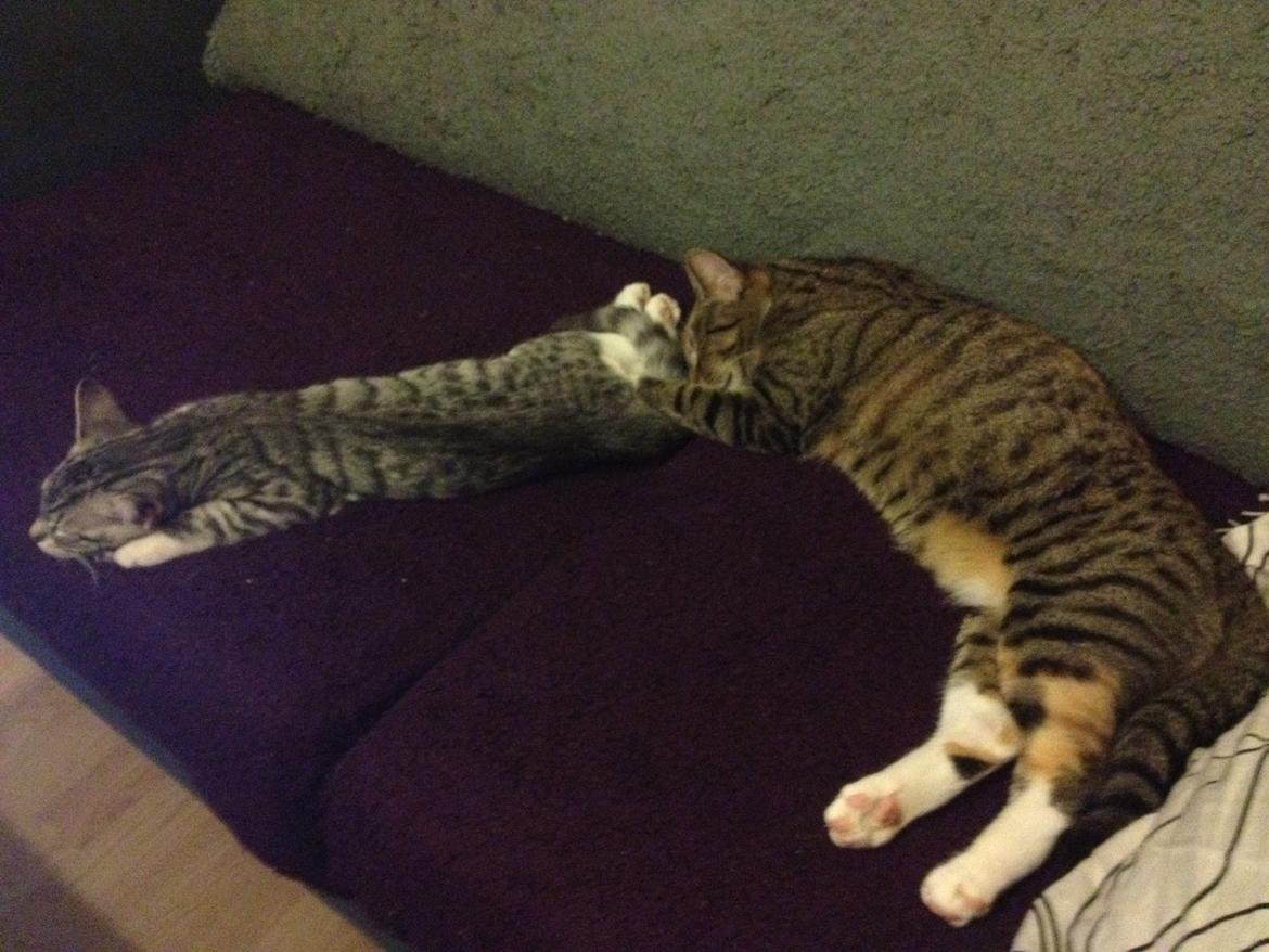 Huskat Trille billede 10