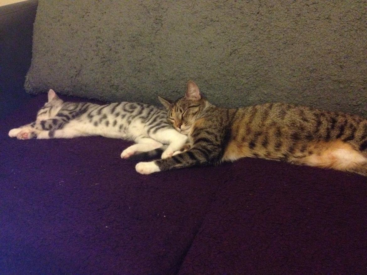 Huskat Trille billede 11