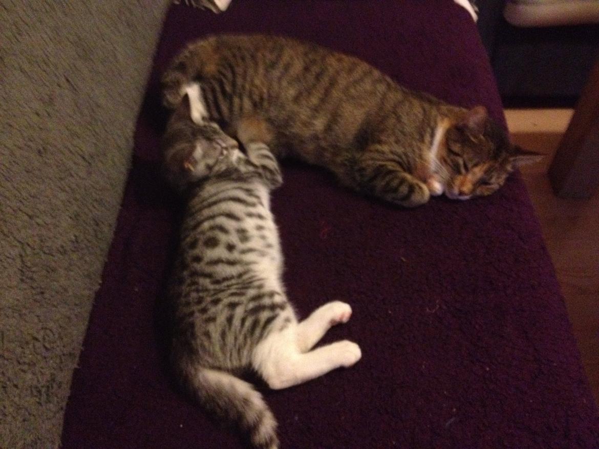 Huskat Trille billede 12