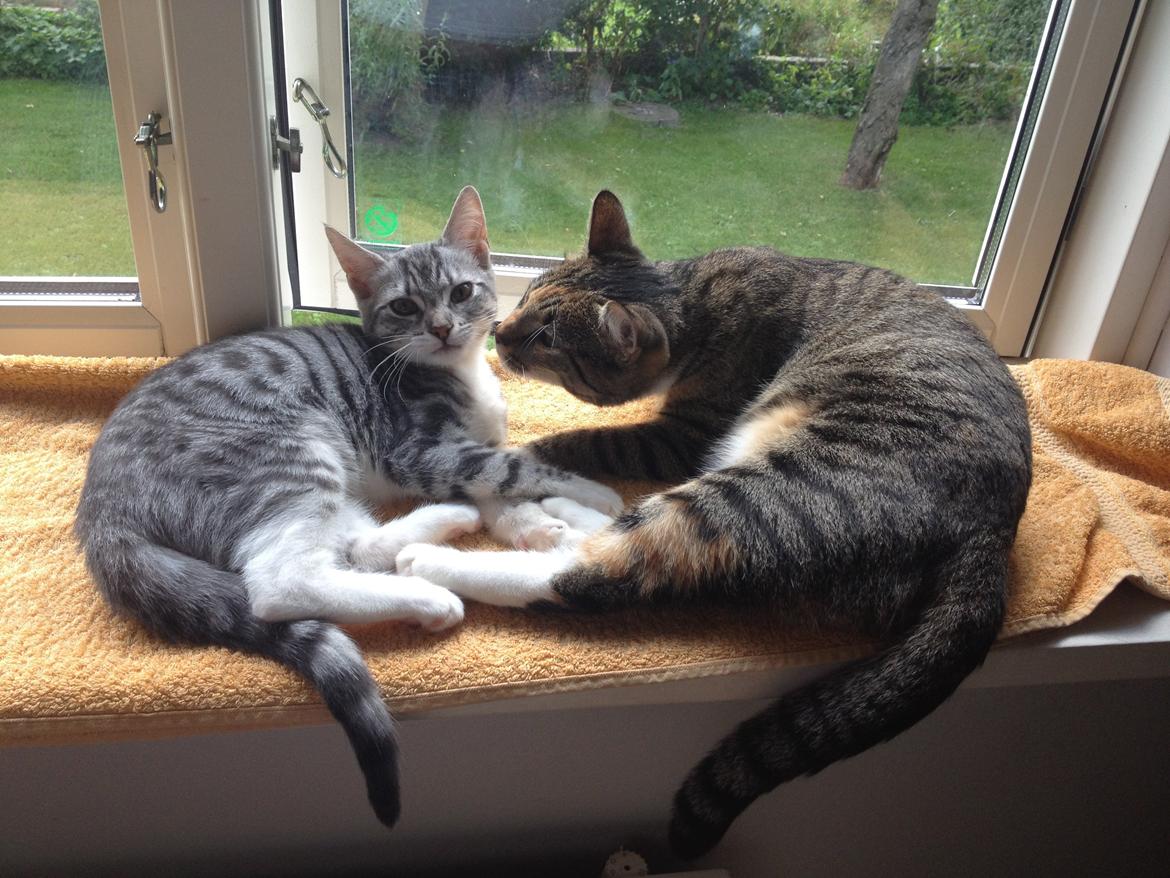 Huskat Trille billede 14