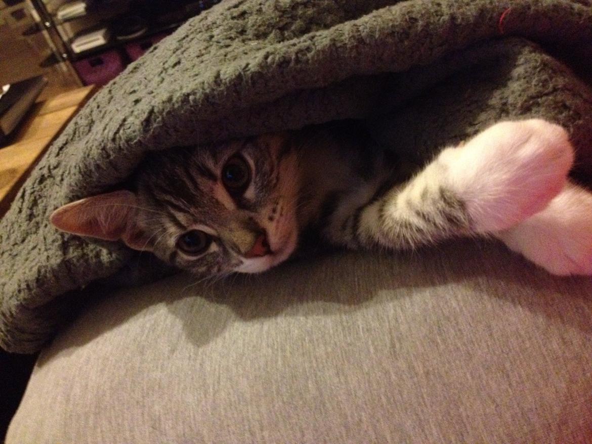 Huskat Trille - Kuk kuk  billede 15