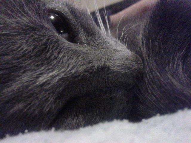 Huskat Ross billede 1