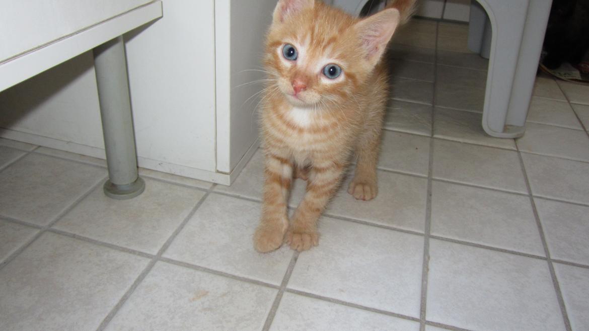 Huskat Mille - Billede sent af opdrætter(: billede 1