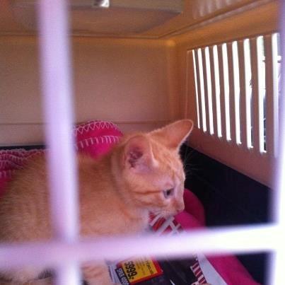 Huskat Mille - På vej hjem, hvilket jeg tog rigtig godt, jeg sov endda i bilen! billede 3