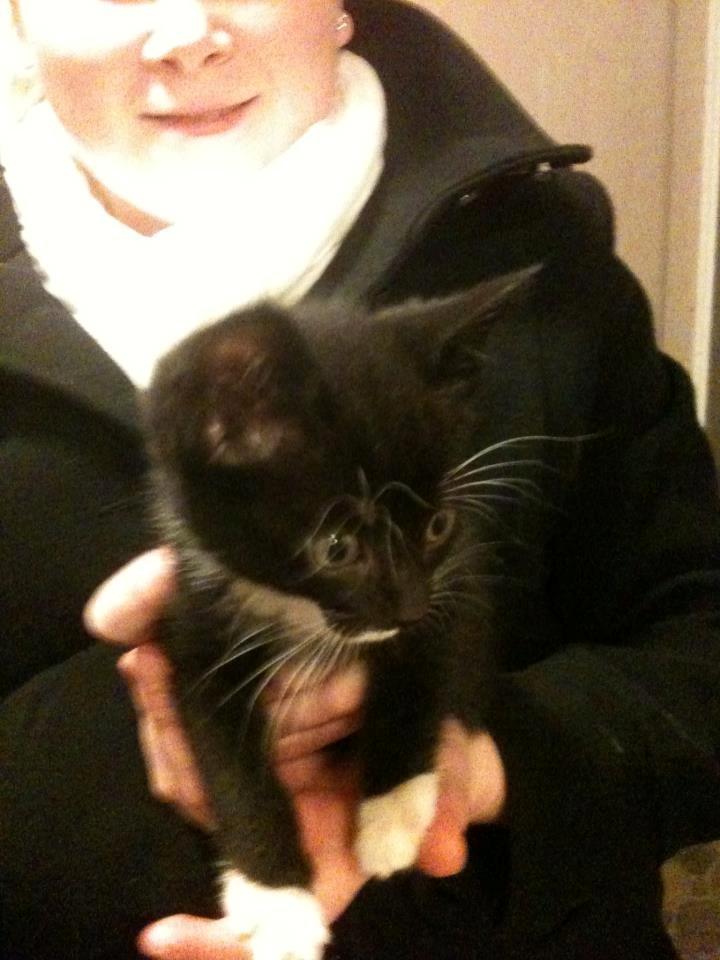 Huskat diablo billede 2