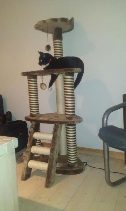 Huskat diablo billede 3