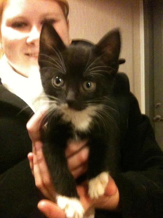 Huskat diablo billede 4