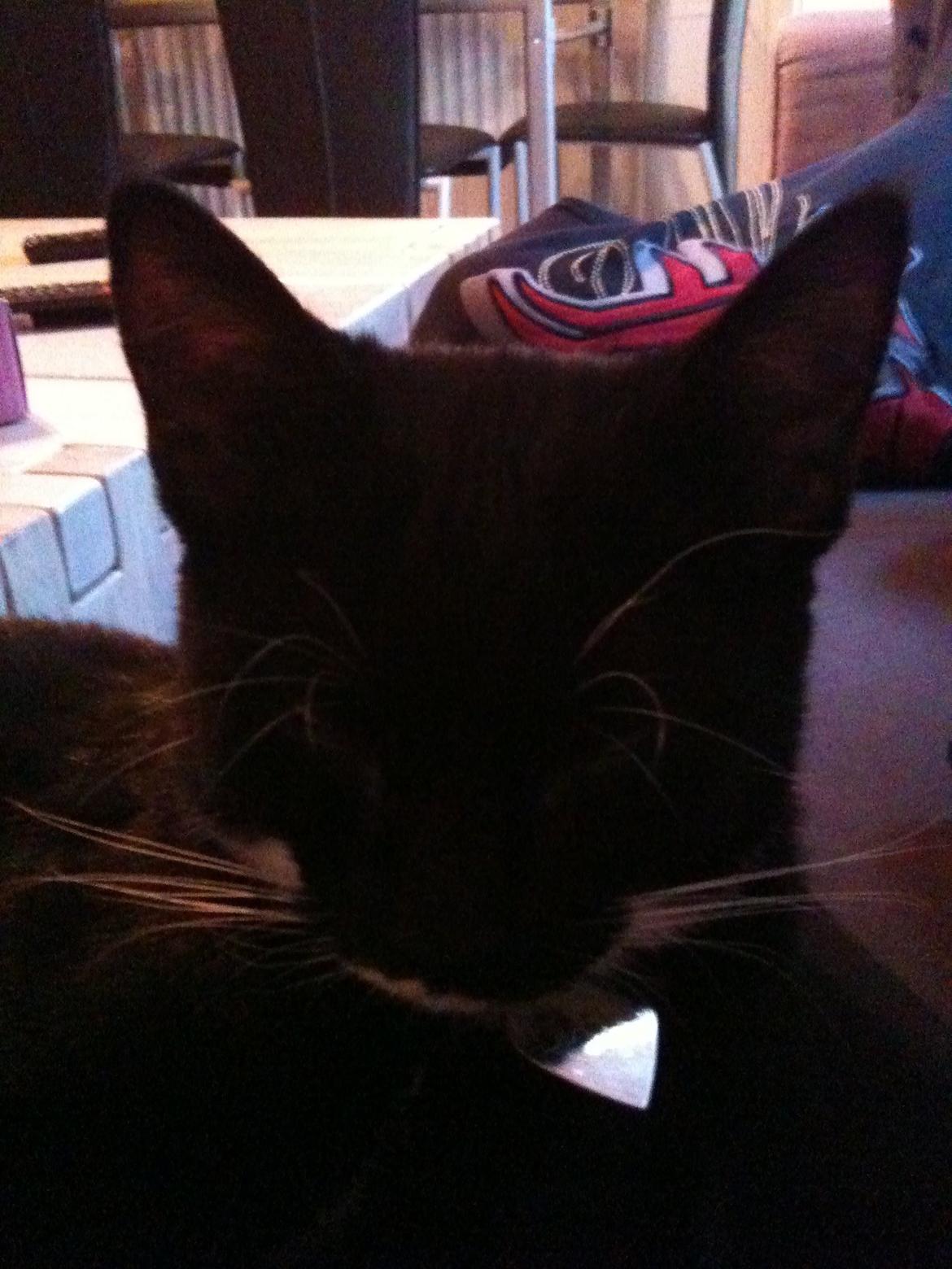 Huskat diablo billede 5