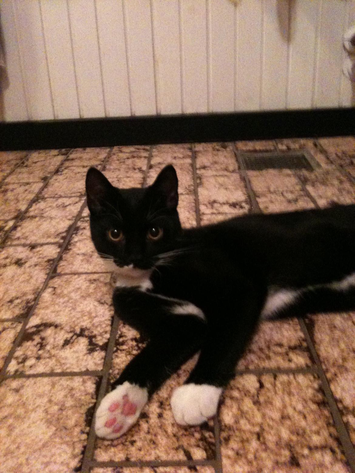 Huskat diablo billede 6