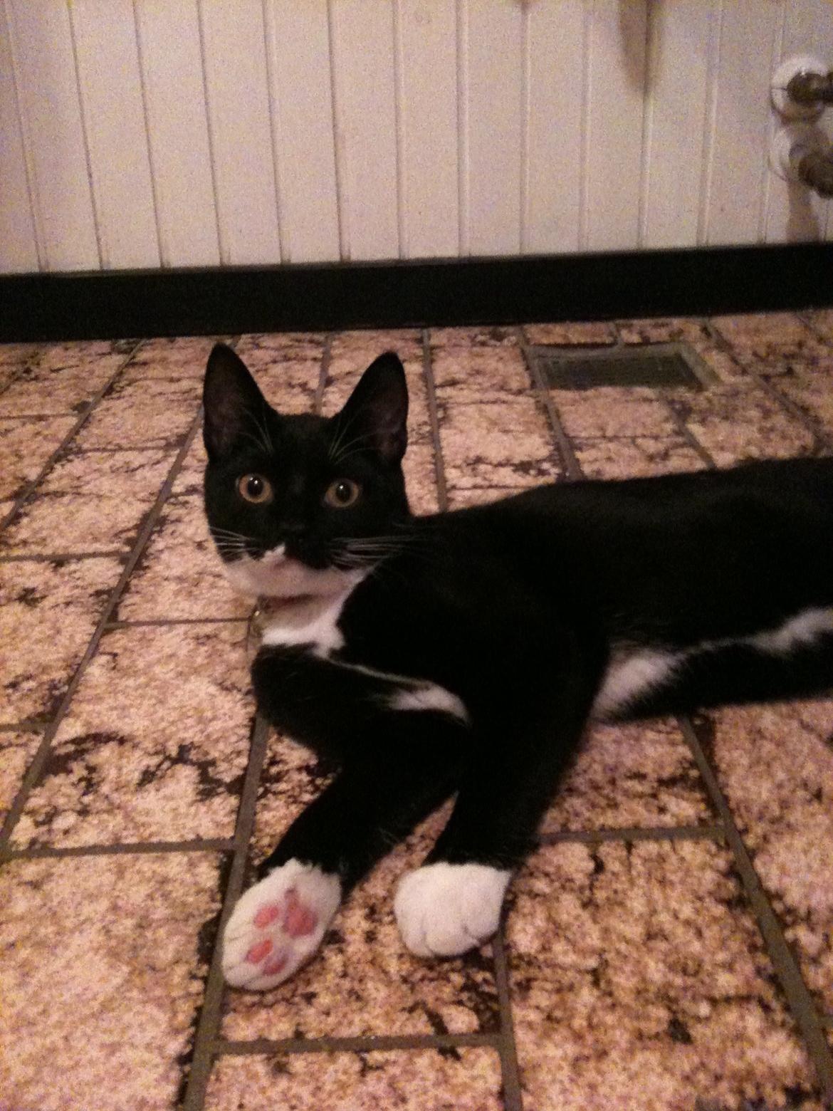 Huskat diablo billede 7