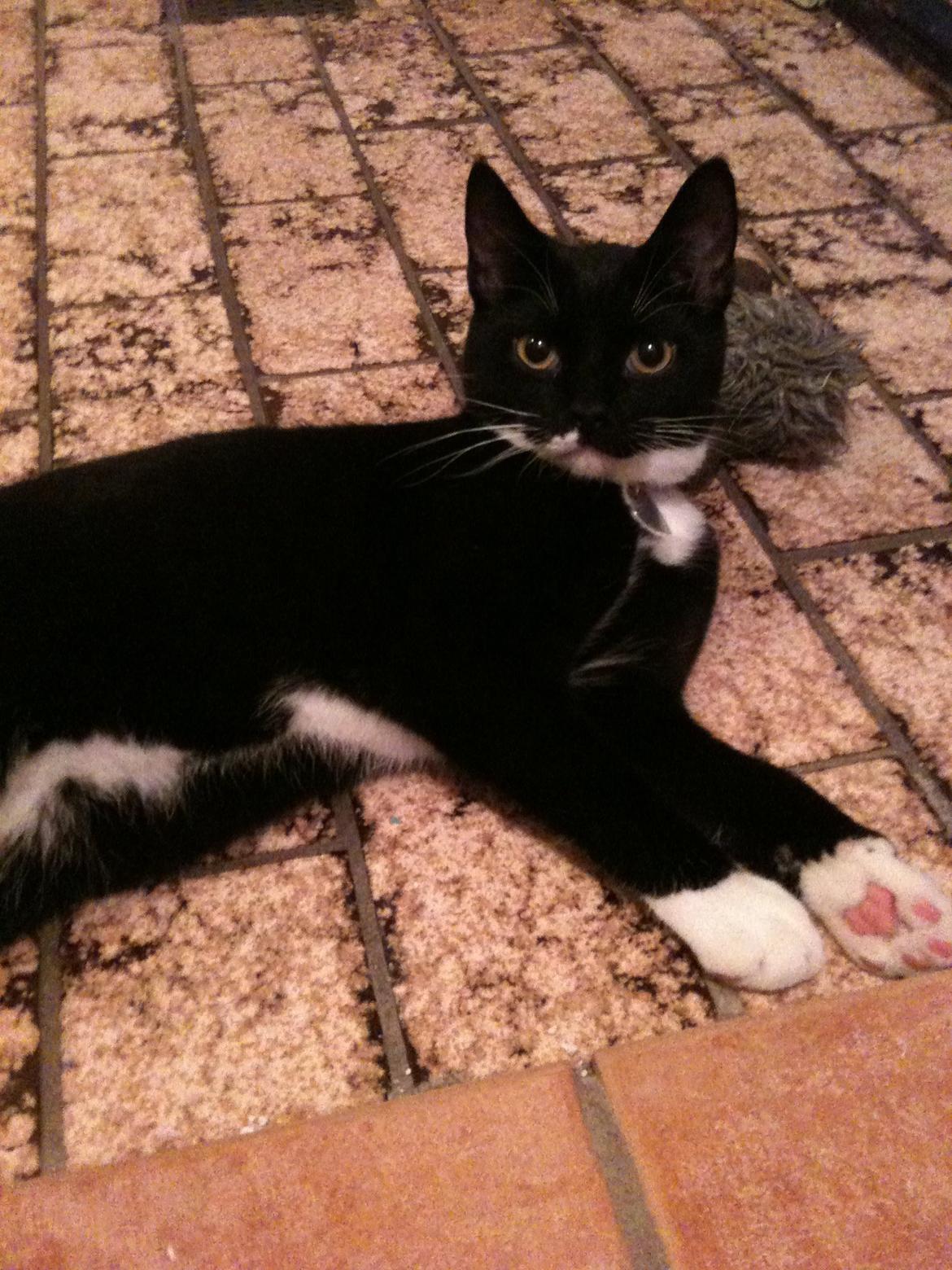 Huskat diablo billede 8