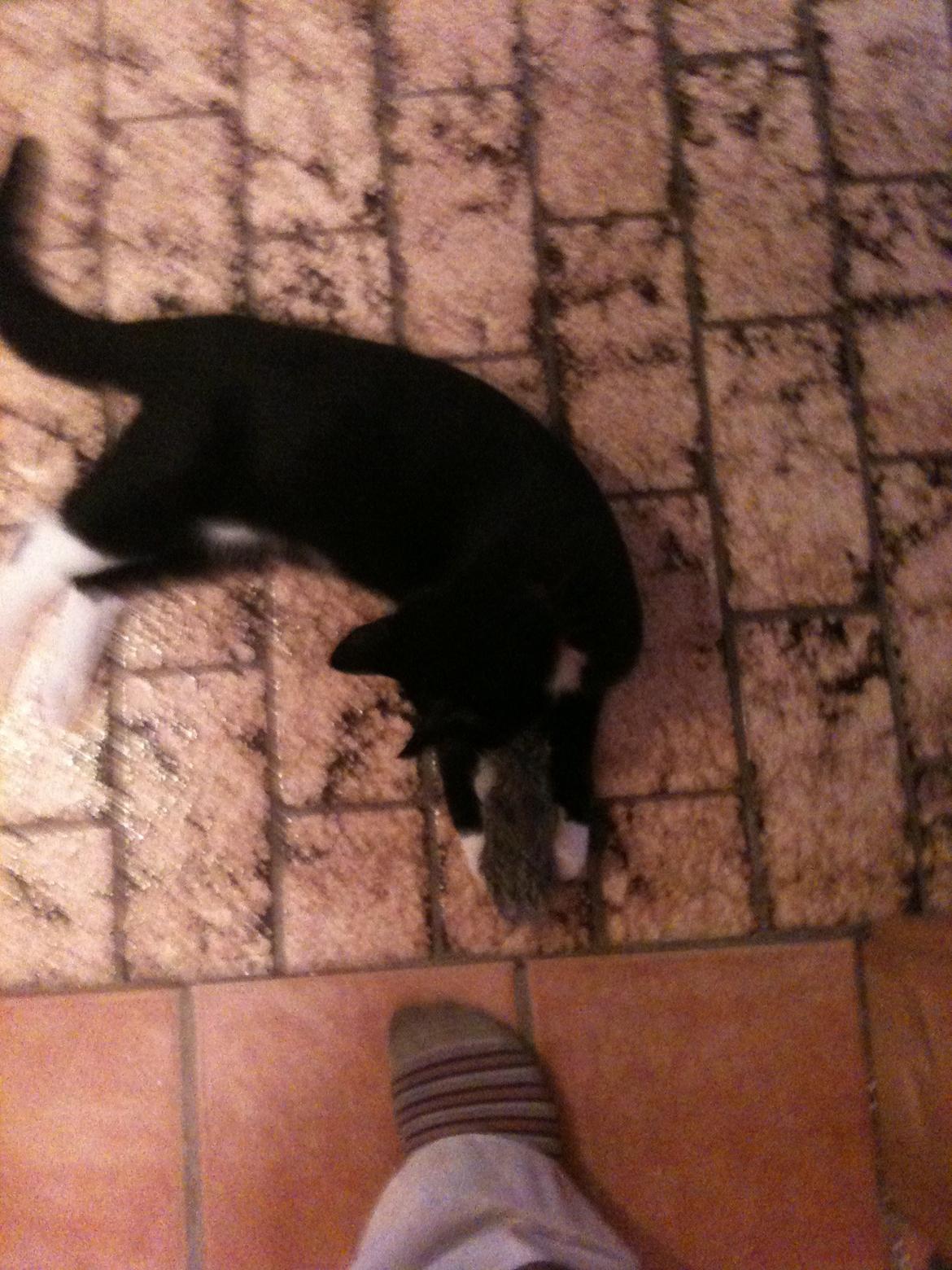 Huskat diablo billede 9