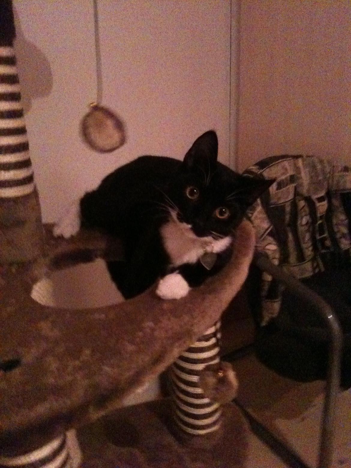 Huskat diablo billede 10