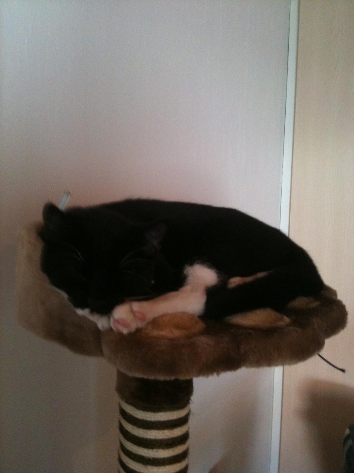 Huskat diablo billede 11