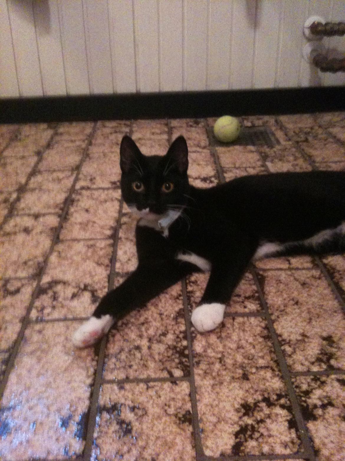 Huskat diablo billede 12