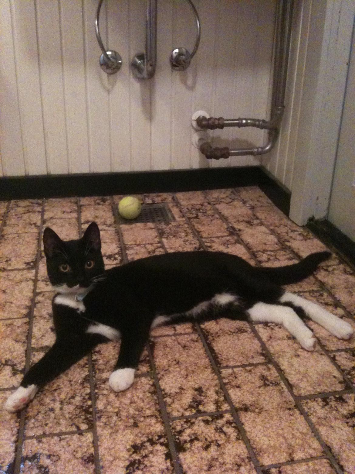 Huskat diablo billede 13