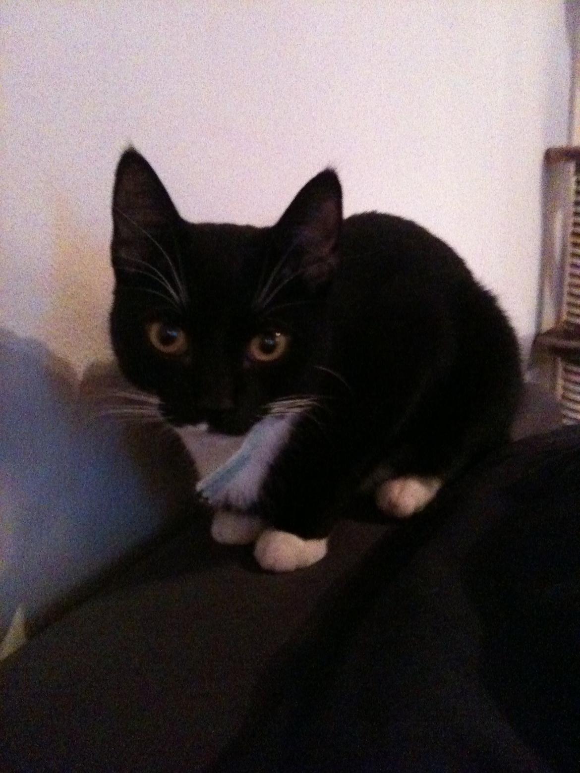 Huskat diablo billede 15