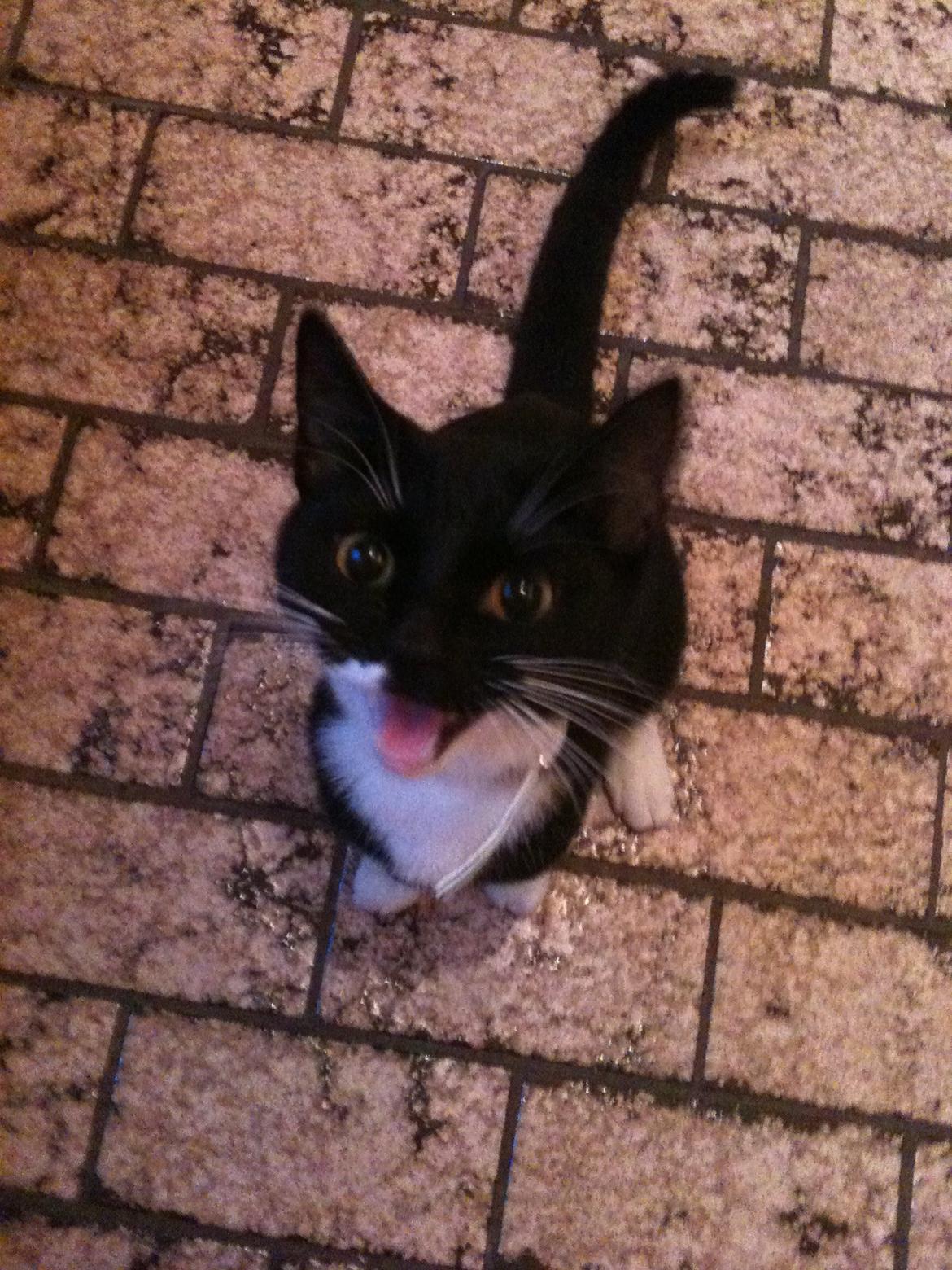 Huskat diablo billede 16