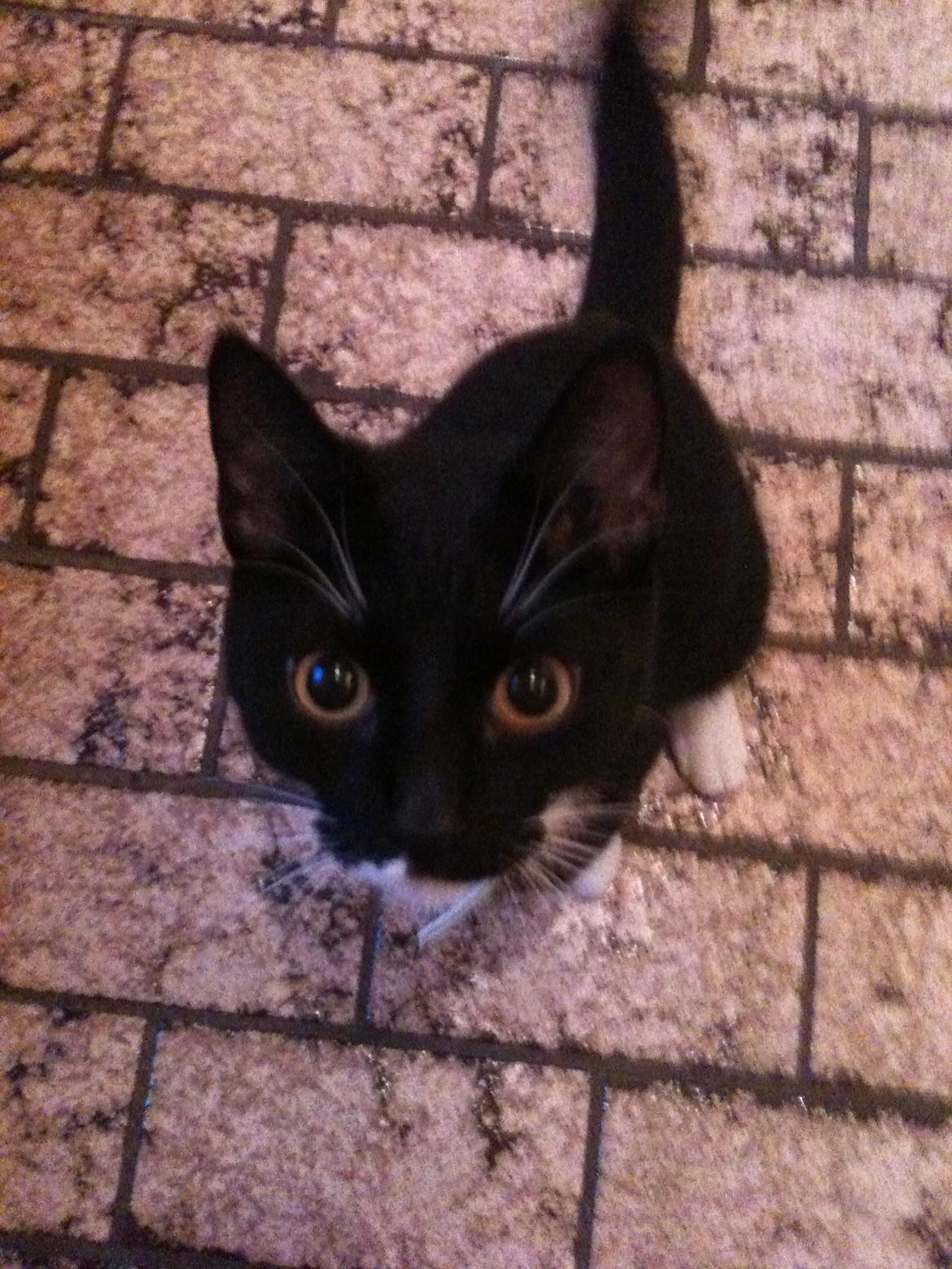 Huskat diablo billede 17