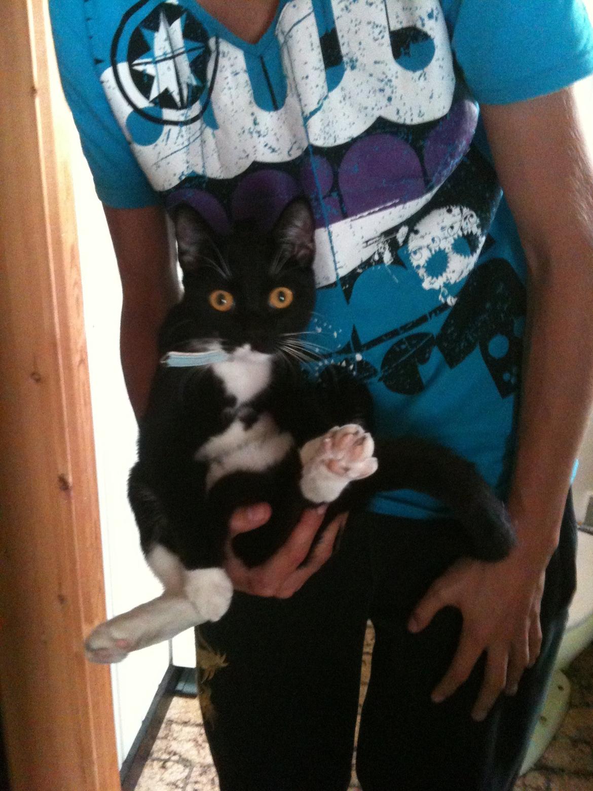 Huskat diablo billede 18