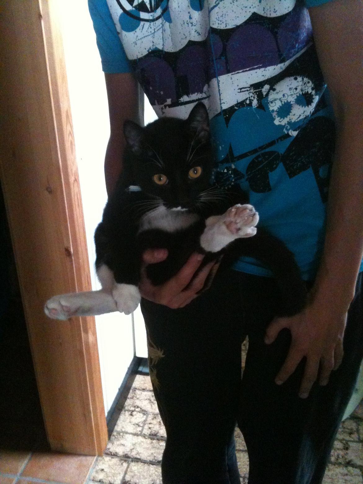 Huskat diablo billede 19