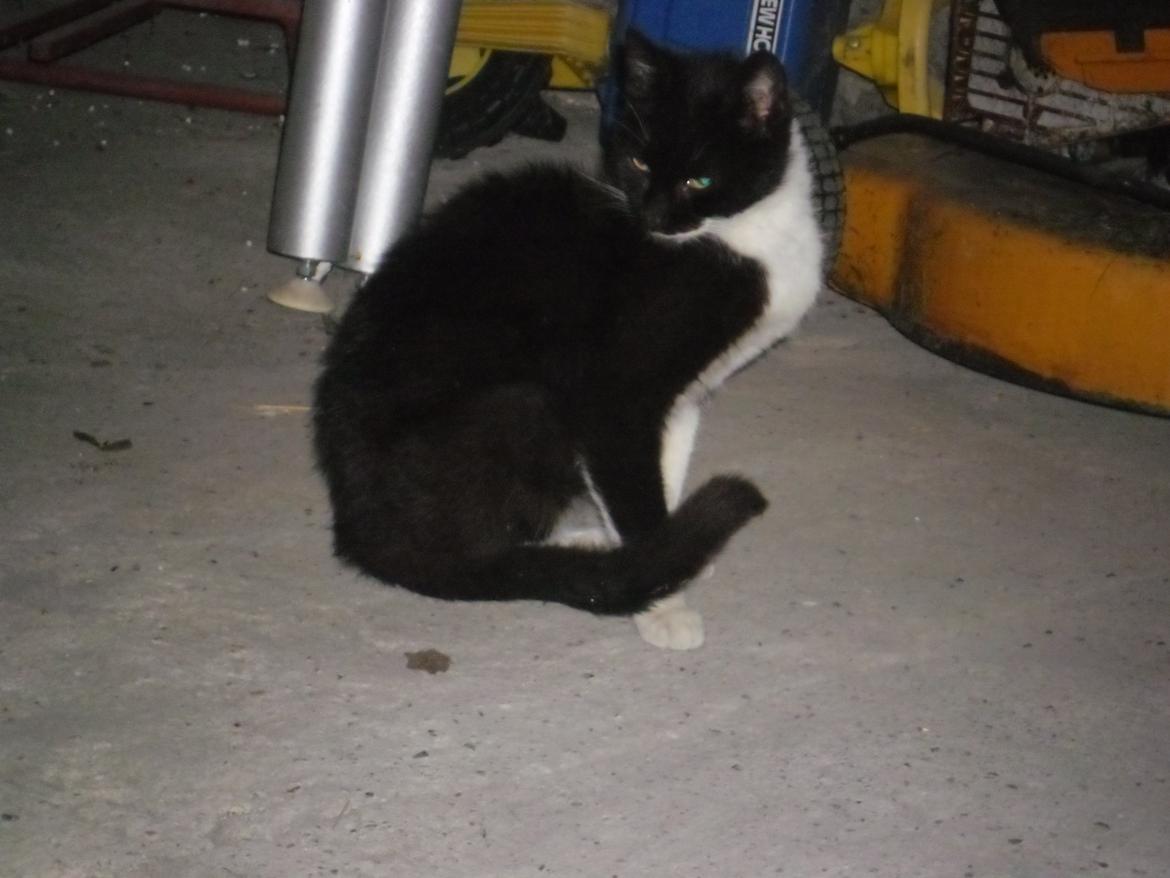 Huskat Lykke. - Taget den 3 september 2012. Inden aflivning billede 1