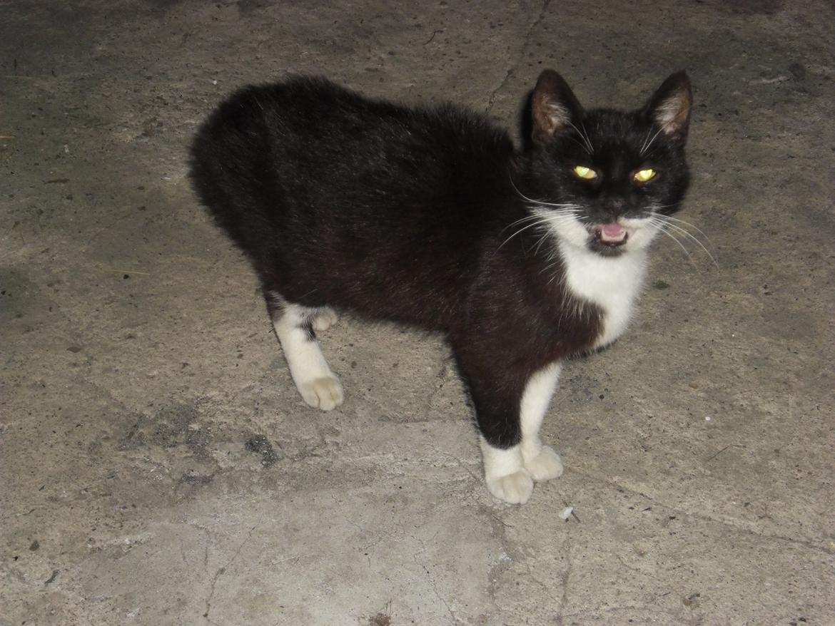 Huskat Lykke. - taget den 3 sep. 2012. inden aflivning billede 14