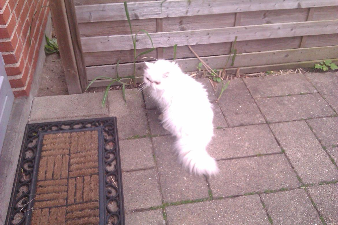 Perser Bonna´s Snow Jason † R.I.P. 2011 - jason ude på terrassen hvor har elskede at sidde og gnaske bambus hver sommer.
(Y) billede 19