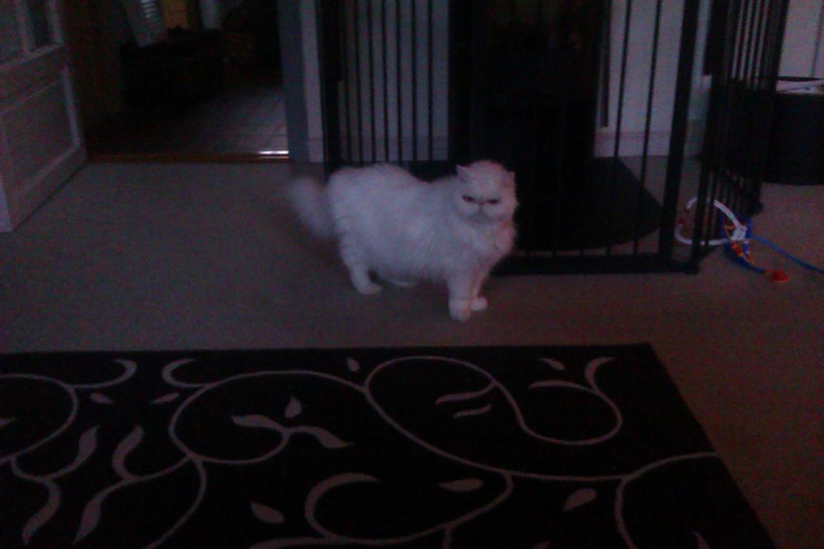 Perser Bonna´s Snow Jason † R.I.P. 2011 - En lidt træt jason efter leg, som nu bare ville ligge sig på sin ynglings sove plads, forand brændeovnenen, <3           (Y) billede 20