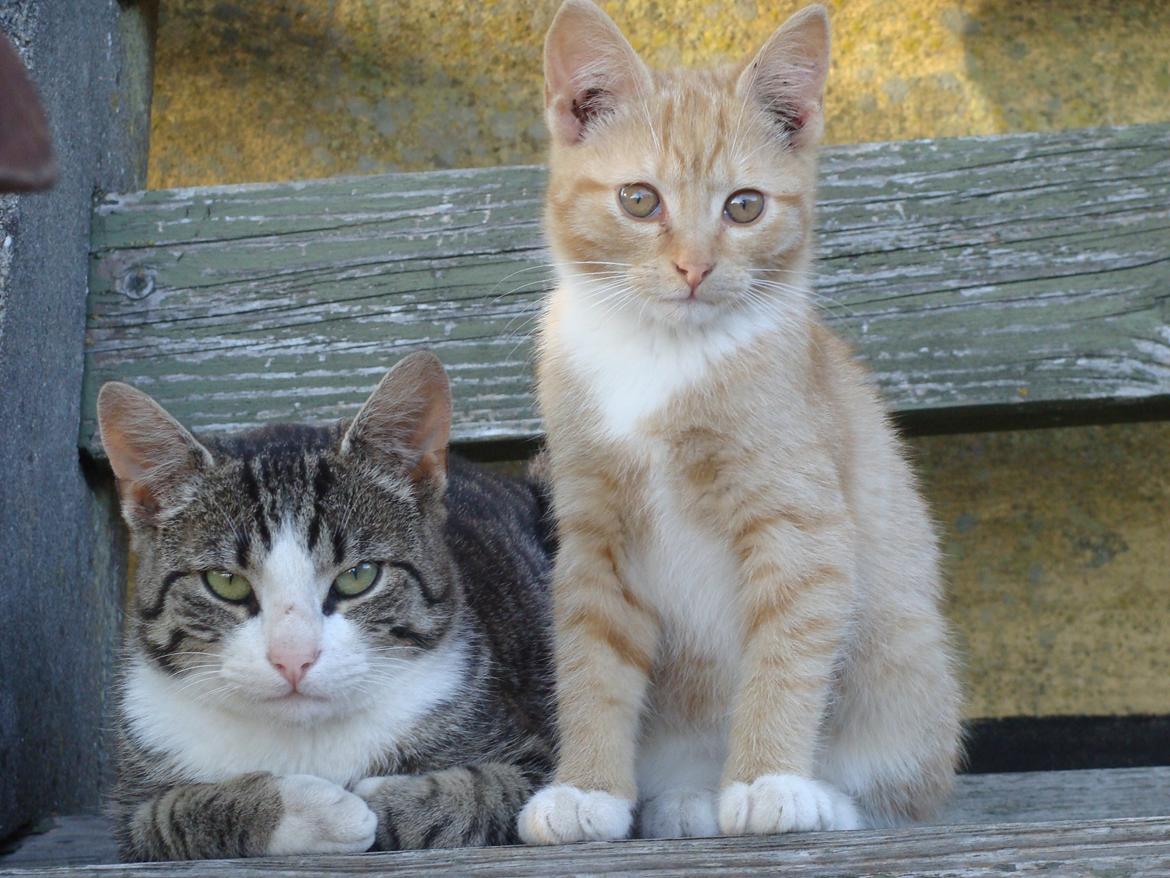 Huskat Harley billede 17