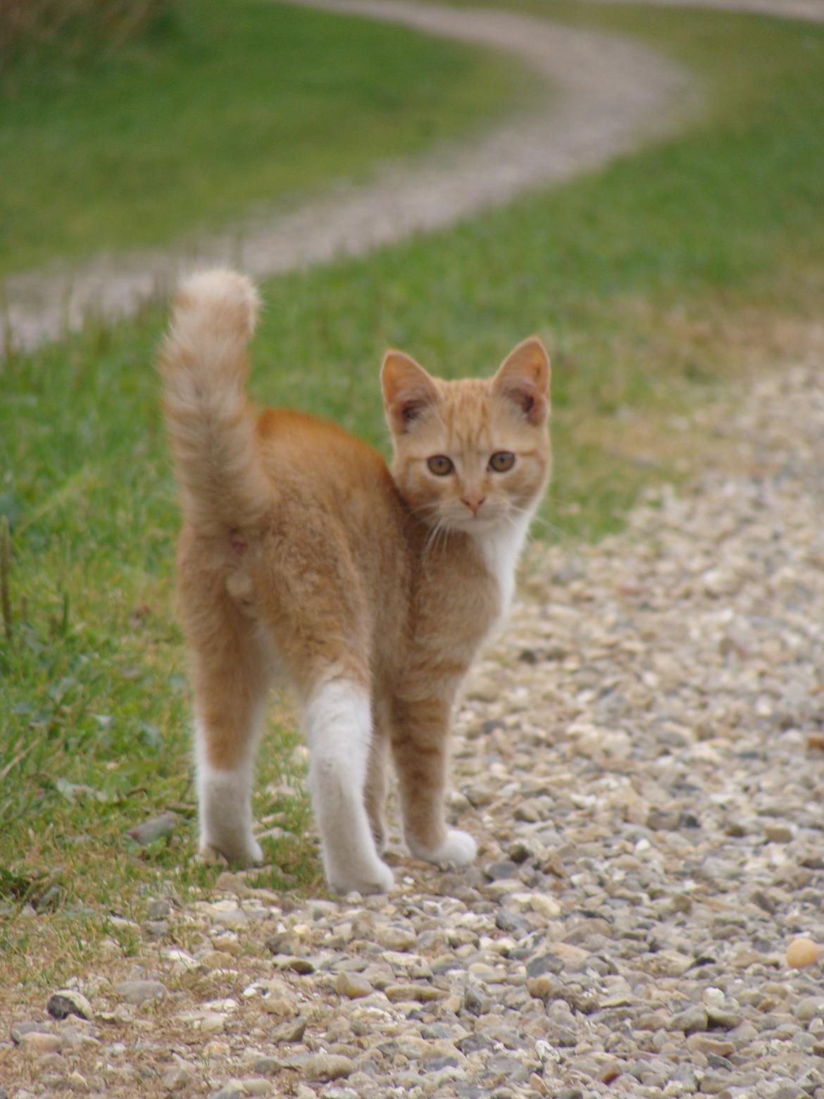 Huskat Hutson billede 2